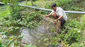 Đi Thăm Lợp Cá Lóc Cùng Bác 2 Một Ngày Trúng Manh. Góc Làng Quê #75