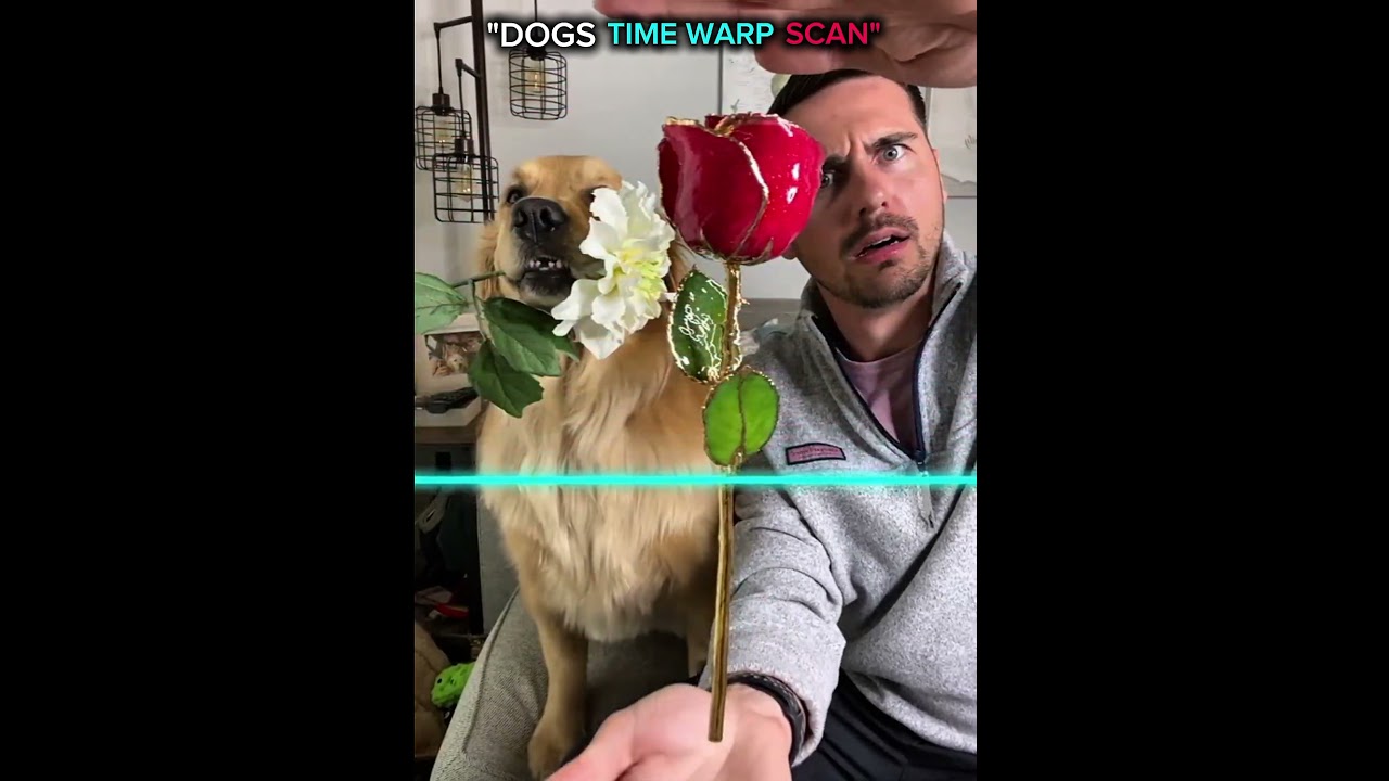 dogs time warp scan vs cats☠️