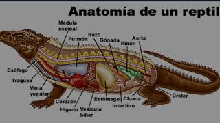 SISTEMA DIGESTIVO EN VERTEBRADOS SISTEMA DIGESTIVO EN VERTEBRADOS