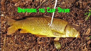 Daytime Bowfishing: The Carp Spawn... Shallow bay full of fish!
