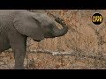 safariLIVE - Sunset Safari - August 31, 2019