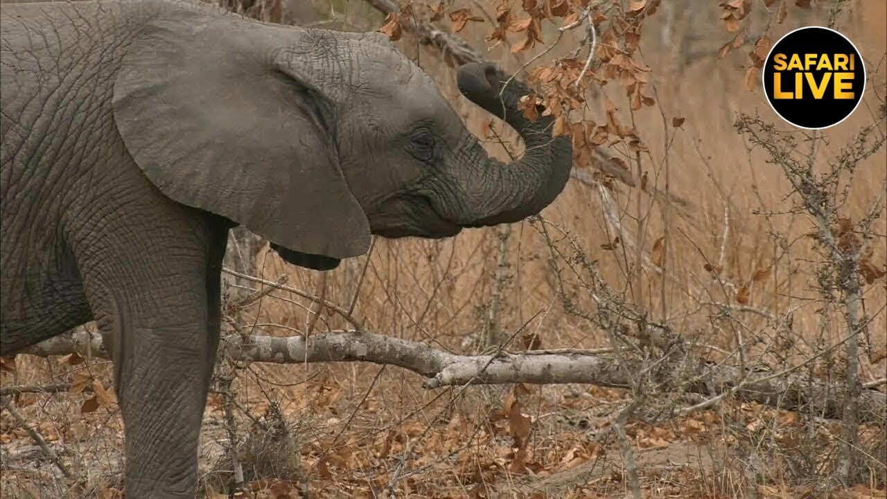 SafariLIVE   Sunset Safari   August 31 2019