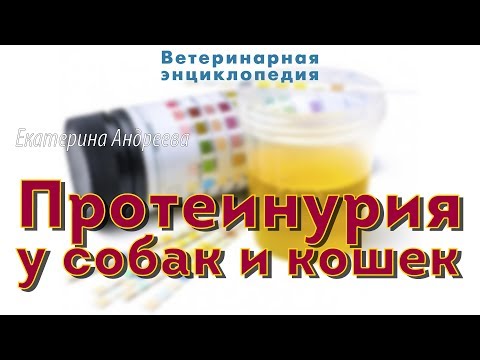 Вопрос: Как лечить ИМП у кошек?