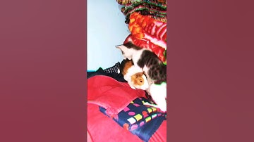Baby cat playing with guineapig😜!! cute cat video..funny video.. #cat #ytshorts #shorts #funny #cute