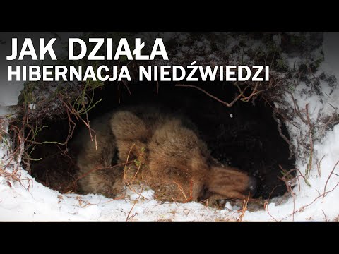 Wideo: Czy potrafisz wybudzić niedźwiedzia z hibernacji?