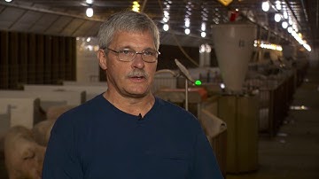 Electronic Sow Feeding - Painless Setup, Easy Maintenance