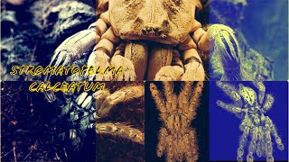 Зовсім трошки про Stromatopelma calceatum/Строма/Строматопельма кальцеатум)