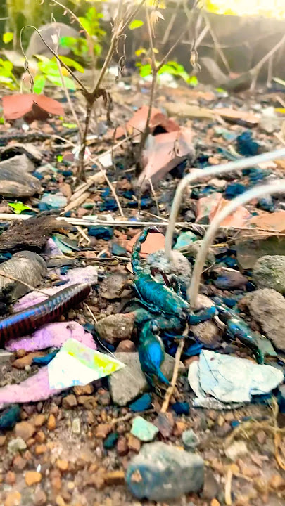 Nice Mission, Millipede and Scorpion Crawled out side Blue Bottle #scorpion #millipede #shorts
