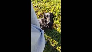 Flat Coated Retriever FCR heelwork by Dogs and Wood 18 views 5 years ago 3 minutes, 20 seconds