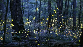Tennessee Synchronous Fireflies | Great Smoky Mountains