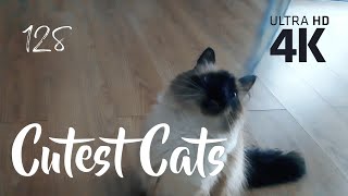 Cat Cuteness Overload: Episode 128 of Tikhon and Misha's Daily Delights