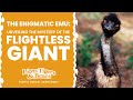 The Enigmatic Emu: Unveiling the Mystery of the Flightless Giant | Lions Tigers &amp; Bears, San Diego