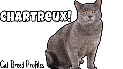 Watch the video about Chartreux! -Cat Breed Profile-