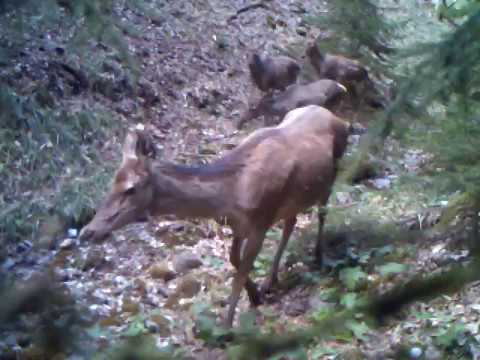 ირმები ბორჯომ-ხარაგაულის ეროვნულ პარკში | Borjomi-Kharagauli National Park