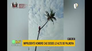 Hombre es catapultado al cortar la copa de una gigantesca palmera inclinada