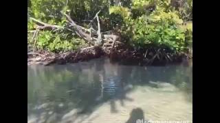 Mi isla Puerto Rico