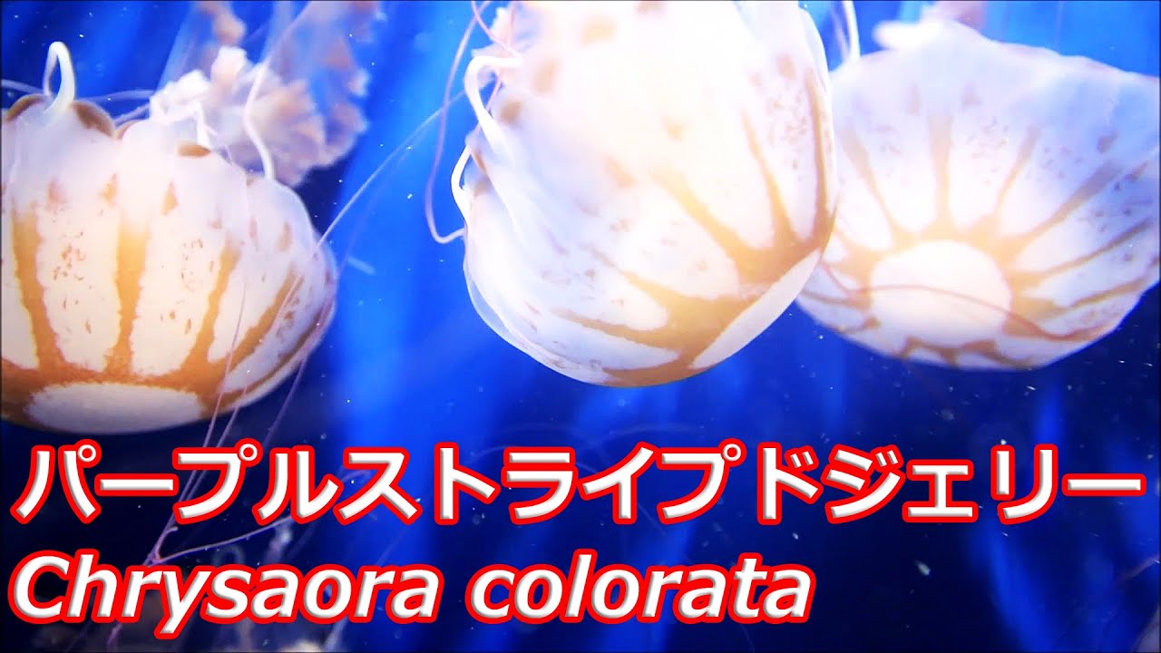 パープルストライプドジェリー 鴨川シーワールド「クラゲライフ」 kamogawaseaworld Chrysaora colorata