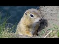 Птицы и суслики острова Татышев. Birds and gophers of Tatyshev island.