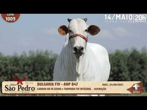 LOTE 1009   ANP 847