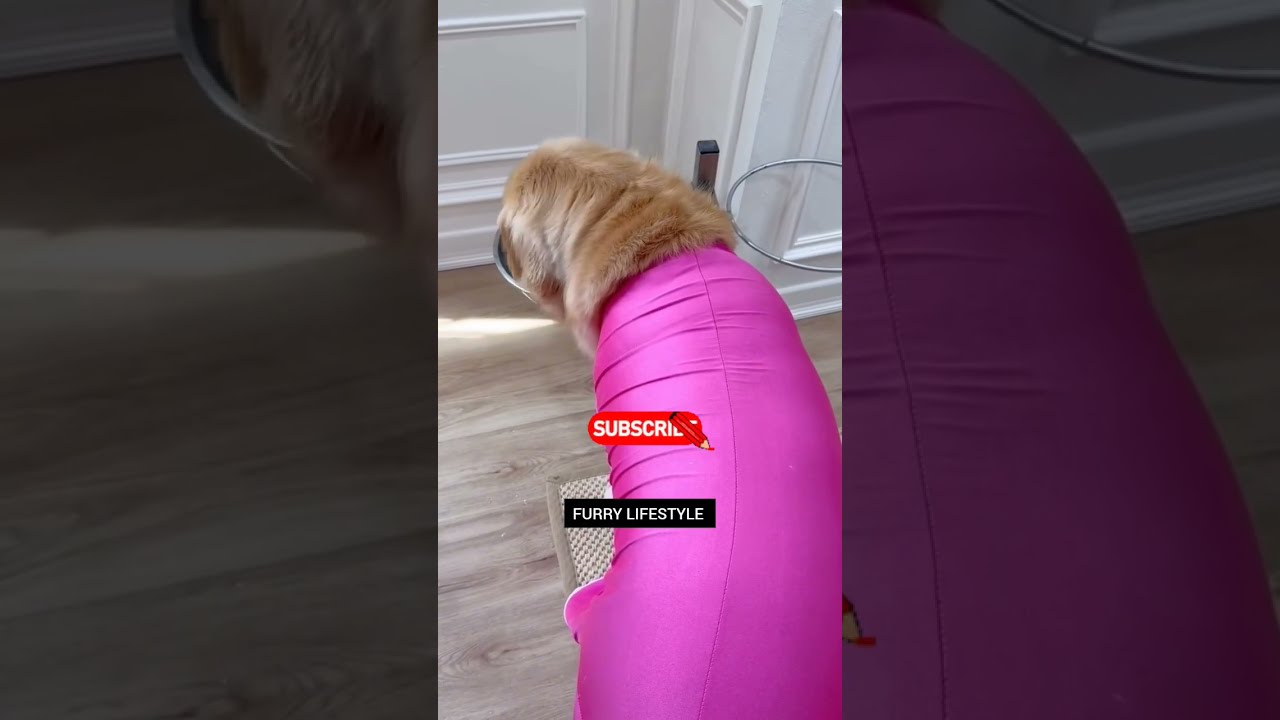 BUILDING A STRONGER BOND WITH YOUR DOG