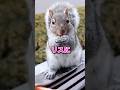 一粒のナッツの友情　 #animals #動物のいる暮らし #動物