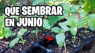 Que sembrar en JUNIO 🌱 Calendario de Siembra 2023 | La Huerta de Ivan