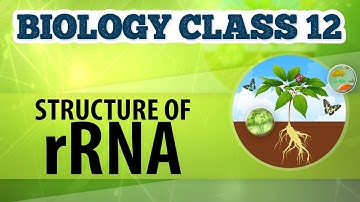 Structure of rRNA - Molecular Basis of Inheritance - Biology Class 12