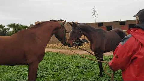 Qu'est-ce qu'une saillie cheval ?