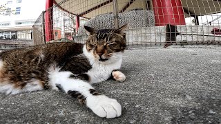 Every day is leisurely for stray cats in Okinawa.