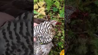 Slingshot Hunting Grouse: slow motion zoom shot: catch and cook