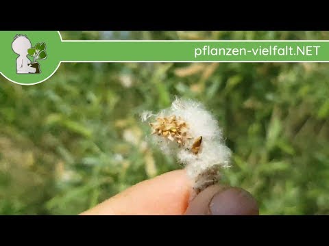 Silber-Weide - reife Früche/Samen - 28.04.18 (Salix alba) - heimische Bäume bestimmen