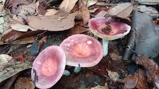 ಕಾಡಿನಲ್ಲಿ ಸಿಗುವ ಹೈಗನ ಅಣಬೆ.forest mushroom in malnad special.wow ❤