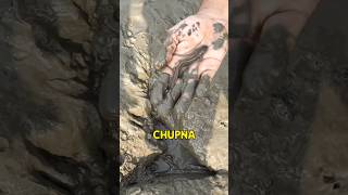 Catching Alien Fish in Mud Hole