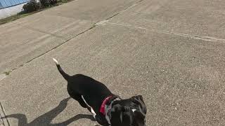 Pepper 1/22/24 jogger @8’ by doggydetailtraining 14 views 3 months ago 28 seconds