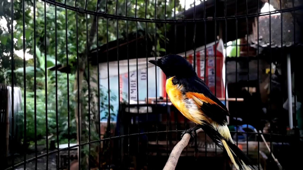 BURUNG ganteng MANTENAN JANTAN.suaranya lebih joss dari yang betina