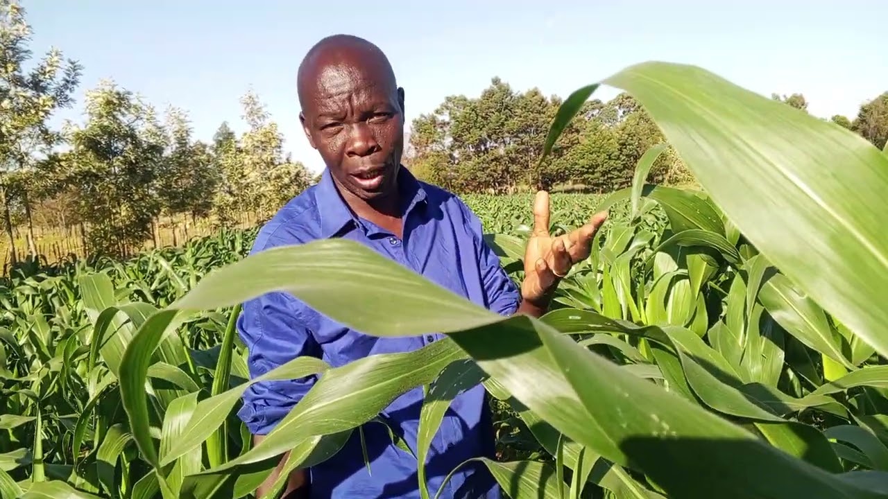 The new look of transplanted maize at kapgruker Uasin-Ngishu county 