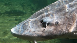 Ranger Nick: Caviar Delicacy from Sturgeon by Farm Monitor 375 views 1 month ago 6 minutes, 39 seconds