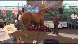 P234 Campeonato Beefmaster; Caballos 1/4 de Milla y Nacional Black Belly