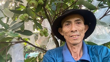 Cách Nhận Biết Mận Xanh Đường Sóc Trăng Đúng Giống tại Cây Giống Tám Dũng 090.7887. 147