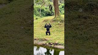 Chimpanzees funny moments 💝😁🤣✌🏻. #africa #uganda #travel #memories