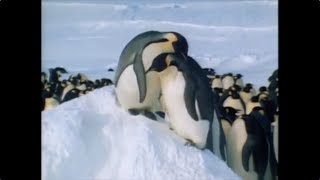 Gwen And Zoeys Adventures Of Really Wild Animals Episode 3 Part 7