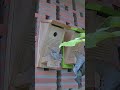 Visite surprise au nichoir #oiseaux #CaméraSurveillance #Reolink #AnimalDetection #cctv