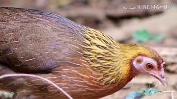 Poj qaib seev thiab tsauj tuaj zoo heev