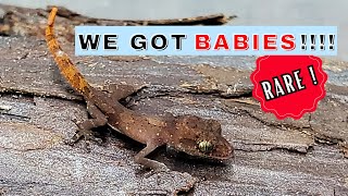 We Just Got Babies From a SUPER Rare Gecko!  Check this out!     Paroedura vazimba by Supreme Gecko 772 views 2 months ago 8 minutes, 49 seconds