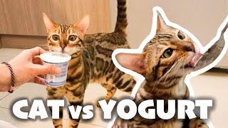 CAT TASTE TEST #1 : Bengal Cat Reacts to Yogurt! |FUNNY REACTION VIDEO| TheMingmingCo.