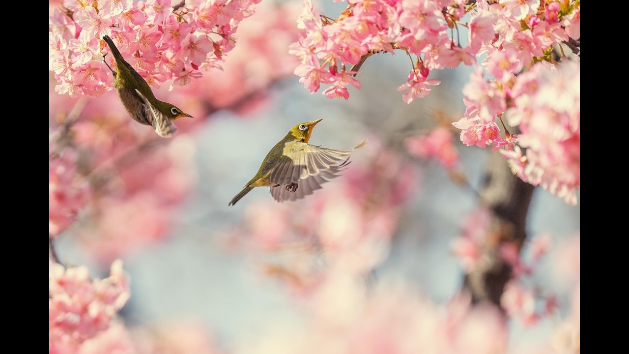 🎵 Beautiful Relaxing Music - Stress Relief Music, Sleep Music, Calming Music!