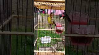 Beli Burung Pleci Yang Kayak Gini Bos