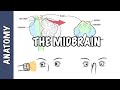 Clinical Anatomy - Midbrain (structure, function and midbrain lesions)