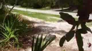 Back Yard BMX 3