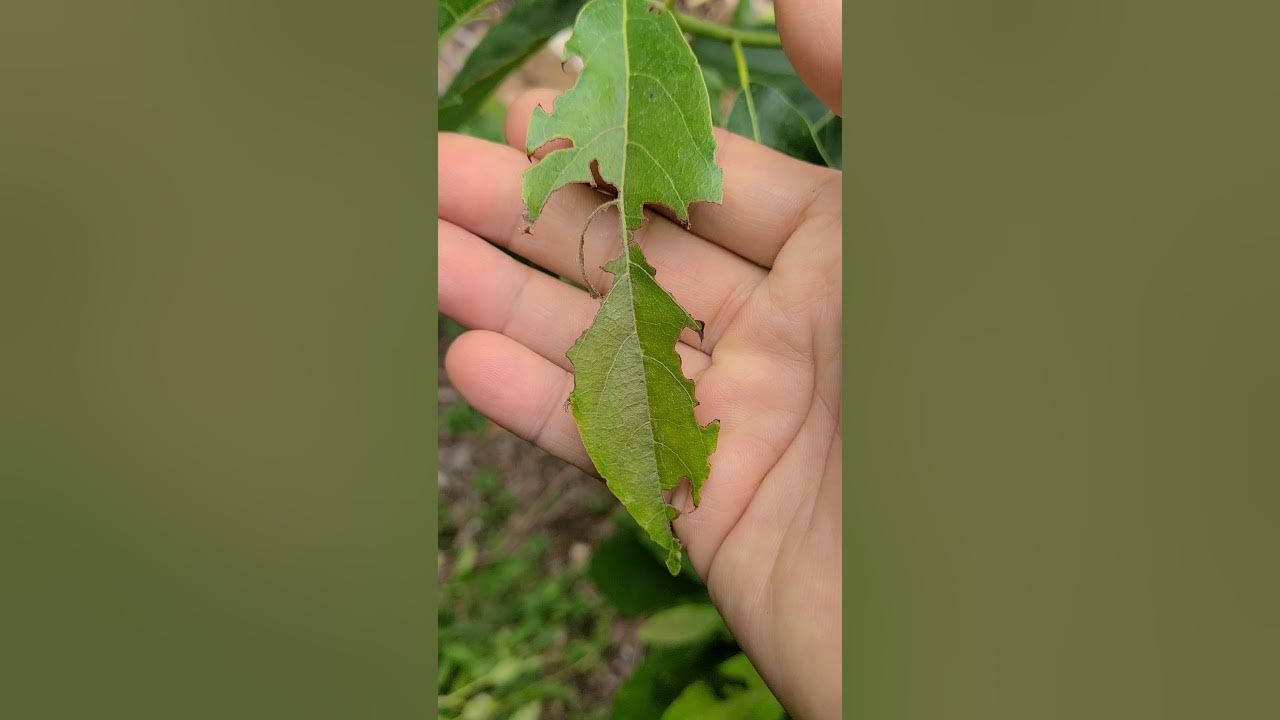 Something is eating my Avocado leaves!? YouTube